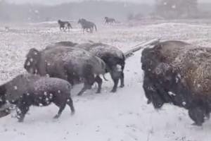 “Это не Северная Америка“: бизонов поймали в кадр в Казахстане