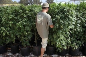 Казахстанца наказали за курение марихуаны. Он обратился в Конституционный суд