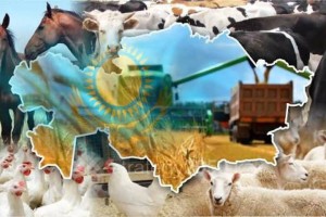 Казахстан вошел в топ-6 мира по сельхозугодьям