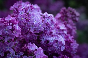 Казахстанцам грозит штраф до 216 тысяч за срыв сирени