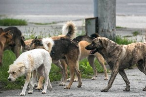 Поправки в закон о животных: факты, цифры и причины изменений