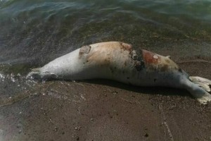 Берег молчания: Каспий возвращает долги мертвыми тюленями