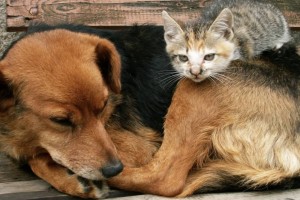 Сенат не согласился с резонансными поправками в закон о животных