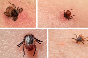 После укуса клеща казахстанцы не смогли найти жизненно важный препарат