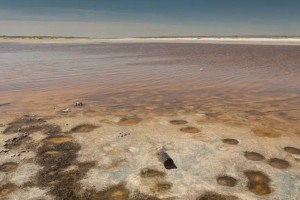 Море возвращается: Северный Арал накопил рекордный объем воды