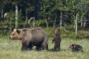 Медведь напал на человека в ВКО