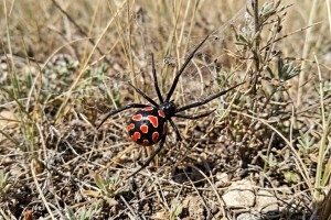 Девочка проглотила каракурта и оказалась в коме в Мангистауской области
