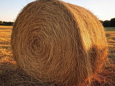 Казахстанца придавило рулоном сена весом в 300 килограмм.