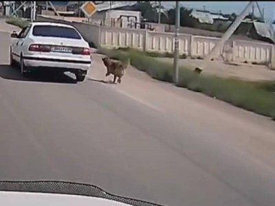Жестокое обращение с собакой в Конаеве привлекло внимание полиции.