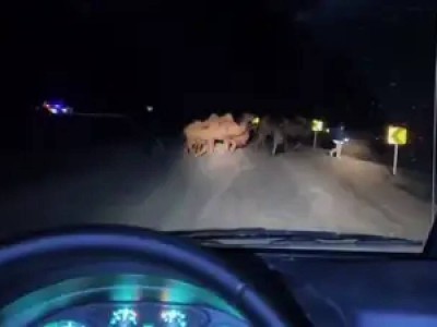 Масштабная эвакуация скота в Атырау из-за угрозы подтопления.