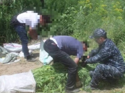 Операция «Карасора»: масштабная ликвидация наркоплантаций в Казахстане.