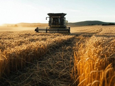 Казахстан установил исторический рекорд по сбору зерновых в 2024 году.
