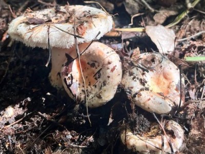 Казахстанку оштрафовали на 20 тысяч за "сбор грибов" в Боровом