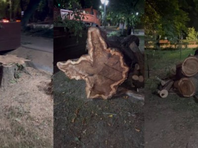 Алматинцев возмутила вырубка деревьев в центре города