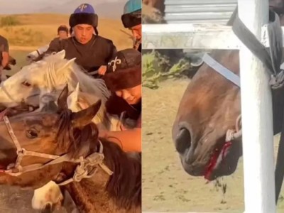 Кокпар призвали запретить после кровавого видео под Алматы