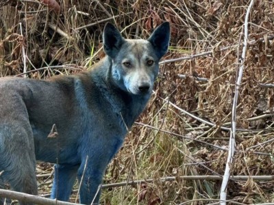 Собак с синей шерстью впервые заметили в Чернобыле