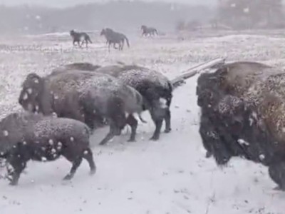 “Это не Северная Америка“: бизонов поймали в кадр в Казахстане