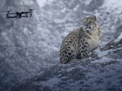 «Дрон спугнул барса»: казахстанцы выступили против съёмок редких животных с воздуха