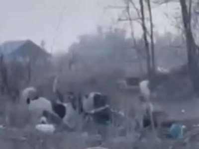 Стая собак едва не растерзала женщину в Алматинской области