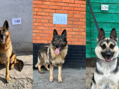 Служебных собак-ветеранов КНБ распродали по 900 тенге