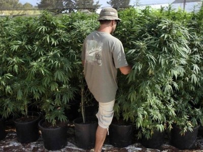 Казахстанца наказали за курение марихуаны. Он обратился в Конституционный суд