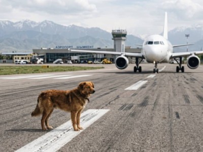 Самолет сбил собаку в Шымкенте