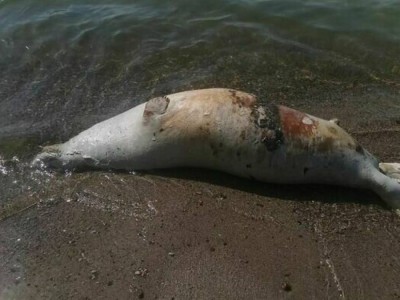 Берег молчания: Каспий возвращает долги мертвыми тюленями