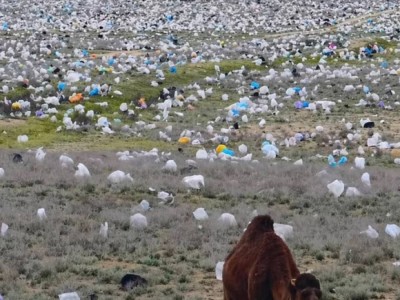 Верблюд в море пластика: видео из Мангистау вскрыло системный дефект программы «Таза Қазақстан»