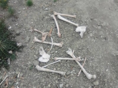 Человеческие останки нашли на стройке больницы в ВКО: что произошло