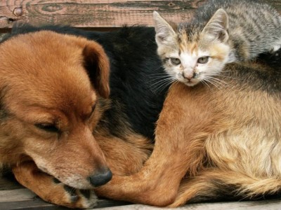 Сенат не согласился с резонансными поправками в закон о животных