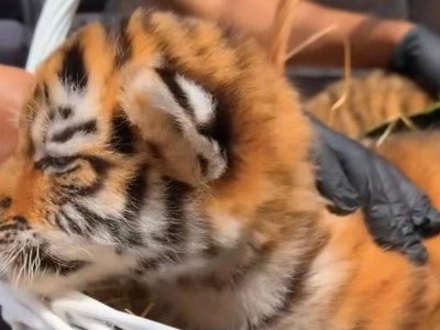 В Караганде родились редкие амурские тигрята
