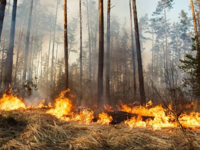Пять лесных пожаров произошло в Казахстане за сутки
