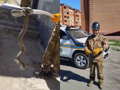 Спасатели поймали змею возле дома в Карагандинской области