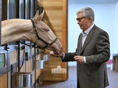 Самая редкая масть Казахстана: что известно об одной из самых красивых лошадей мира