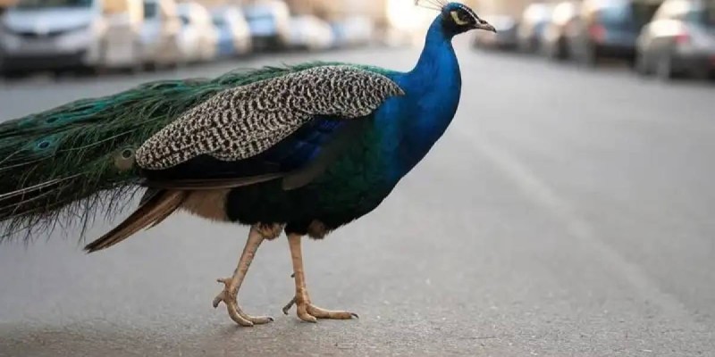 Павлин на улице Алматы: куда дел экзотическую птицу житель города.