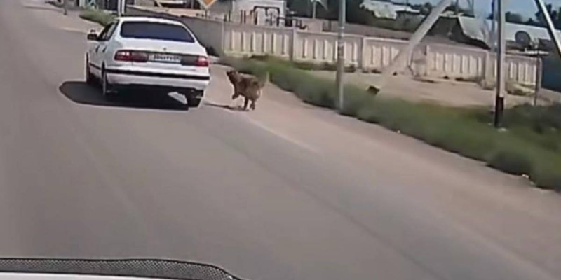 Жестокое обращение с собакой в Конаеве привлекло внимание полиции.