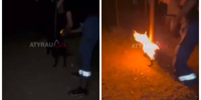 В Атырау осудили двух живодеров за жестокое убийство собаки.