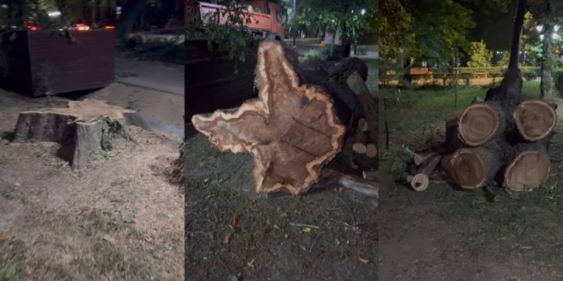 Алматинцев возмутила вырубка деревьев в центре города