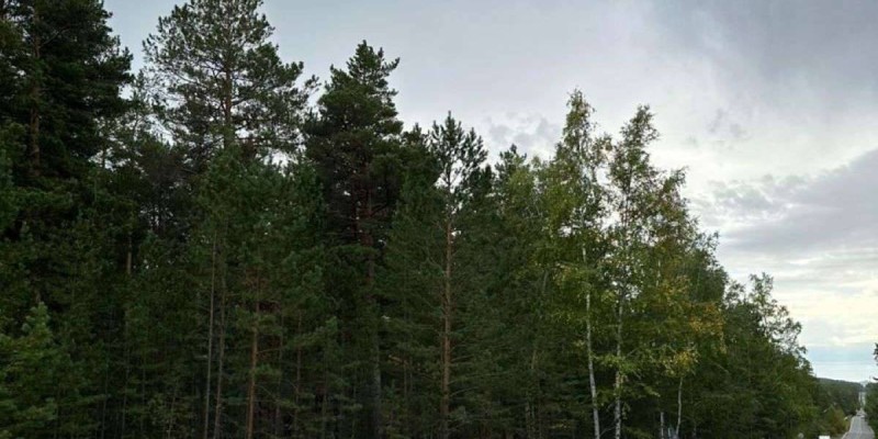 Эко-день «Чистый лес» прошёл в Бурабае