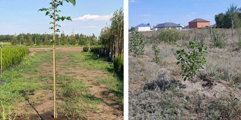 В 7 раз дороже! Акимат Актобе хочет высадить деревья на окраине города