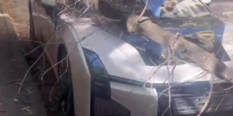 Дерево раздавило редкий спорткар в Алматы