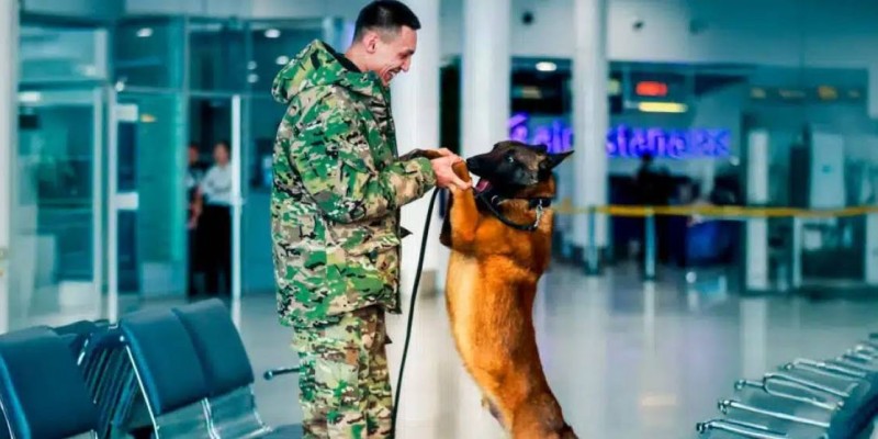 Овчарка-сапер из Астаны впечатлил пользователей своей работой