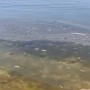 Масляные пятна на Каспии: жители Актау боятся купаться