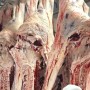 Минсельхоз ответил на опасения по поводу мяса сайгака