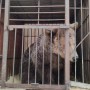 Зоопарки и цирки хотят запретить в Казахстане
