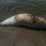 Берег молчания: Каспий возвращает долги мертвыми тюленями