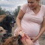 В Кокшетау бродячие собаки загрызли беременную