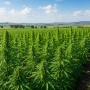 В Кызылорде вложат 68 млрд тенге для выращивания конопли