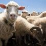 До 1 млн тенге выросли цены на скот перед Курбан айтом в Казахстане