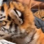 В Караганде родились редкие амурские тигрята